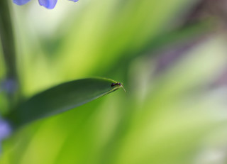Bug green leafy flowers macro - blue flower free wallpaper