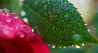 Green leaf water droplets red - a red flower free wallpaper for desktop