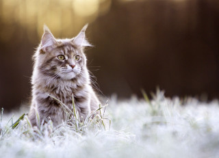 Cat grass serious eyes winter - bourgeoi free wallpaper