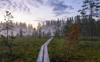 Wooden path foggy field nature - a trail free wallpaper