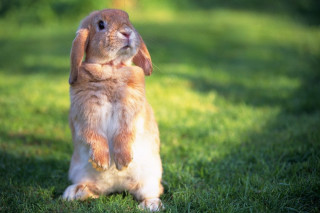 Rabbit heroic sitting blurry nature - its front paw free wallpaper for desktop