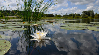 White flower lake green grass - top of a lake free wallpaper