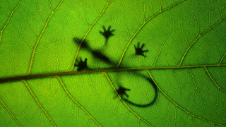 Lizard greenleaf shadow macro nature - a green leaf free wallpaper