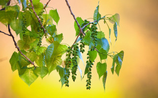 Branch leaves yellow sky nature - simple free wallpaper for desktop