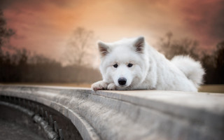 White dog concrete ledge trees 2 - a white dog free wallpaper for desktop