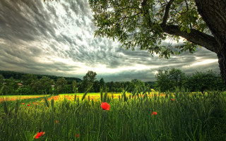 Field tree flowers clouds landscape - nature free wallpaper
