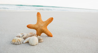 Starfish shells beach ocean waves - photorealistic imagery free wallpaper