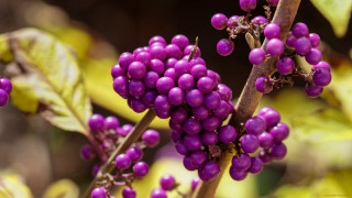 Purple berries branch bokeh macro - neofauvism free wallpaper for desktop