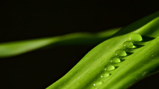 Green plant water drops macro 7 - a green plant free wallpaper for desktop