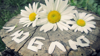 Tree stump flowers begin ecological - white letter free wallpaper