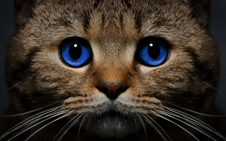 Blue eyes cat closeup photorealism 2 - a cats face free wallpaper