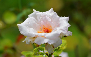 White flower water droplets macro 8 - a green leafy area in the foreground free wallpaper