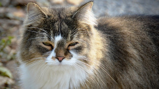 Cat white brown black tail - a black nose and tail free wallpaper