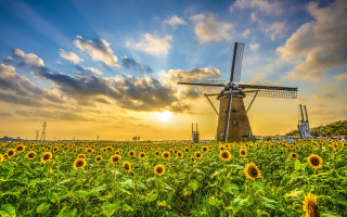 Sunflower field windmill cloudy sky - sunflower free wallpaper