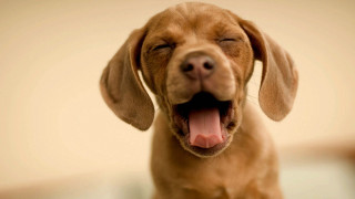 Dog open mouth tongue closed - morning free wallpaper