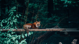 Red fox wooden bridge forest - a wooden bridge free wallpaper