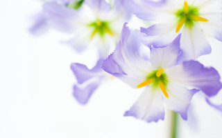 Daisy white flower yellow center - ammi phillips free wallpaper