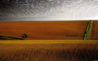 Lone tree wheat field cloudy - wispy free wallpaper