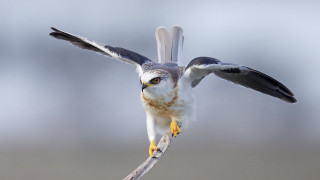 Bird wingspread jigsaw wildlife photography - back leg free wallpaper