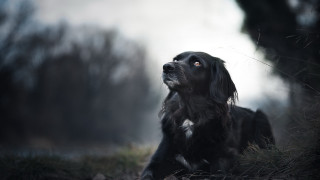 Dog sitting grass looking up 4 - animal free wallpaper for desktop