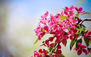 Branch pink flowers green leaves - green leaf free wallpaper