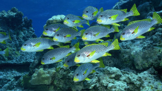Coral reef fish diver night - a coral reef free wallpaper
