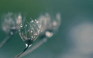 Dandelion water droplets sunlight macro - the sunlight free wallpaper