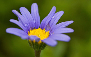 Purple flower yellow center water 3 - green background free wallpaper