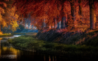 River trees red leaves matte - red leaf free wallpaper for desktop