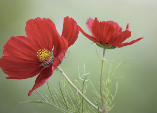 Red flower bee macro green - ammi phillips free wallpaper