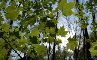 Tree leaves sky clouds fence - andy goldsworthy free wallpaper