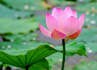 Pink lotus flower green water - simple free wallpaper for desktop