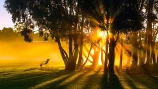 Field bench trees sunlight autumn - light ray free wallpaper
