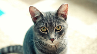 Cat looking up symmetrical eyes - symmetrical eye free wallpaper