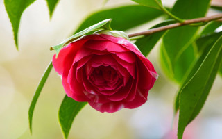 Red flower green leaves macro 7 - a red flower free wallpaper