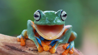 Frog open mouth tongue wide - a tongue free wallpaper