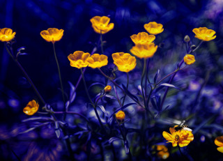 Yellow flower bee purple field - purple flower free wallpaper for desktop