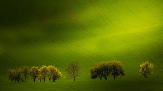 Green field trees birds sky - over the tree free wallpaper