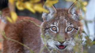 Small animal closeup leaves blurry - the background and a blurry background free wallpaper