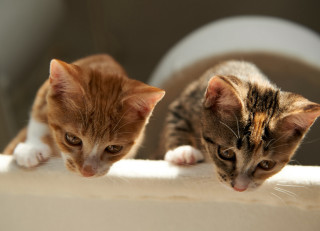 Kittens ledge room toilet animal - something free wallpaper