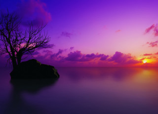 Lone tree purple sunset ocean - a rock in the foreground free wallpaper