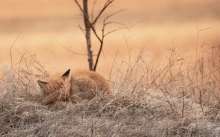 Small animal grass tree land - photograph free wallpaper for desktop