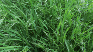 Grass fire hydrant nature outdoors - lot free wallpaper for desktop