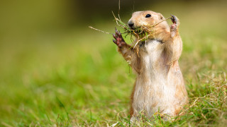 Ground squirrel branch looking up - clovis trouille free wallpaper for desktop
