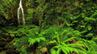 Waterfall lush green jungle new - alexander johnston free wallpaper for desktop