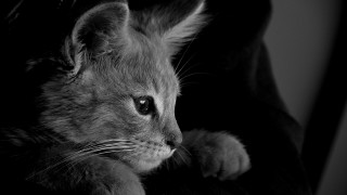 Kitten sitting chair sad look - a small kitten free wallpaper