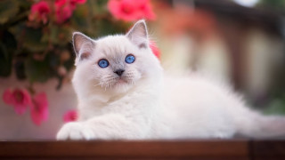 White cat blue eyes potted - plant free wallpaper