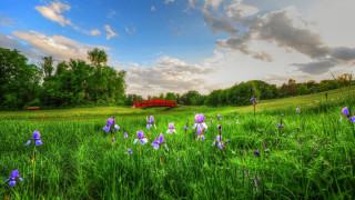 Purple flower bridge landscape clouds - purple flower free wallpaper for desktop
