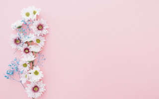Daisies flower background pink gradient - text free wallpaper for desktop