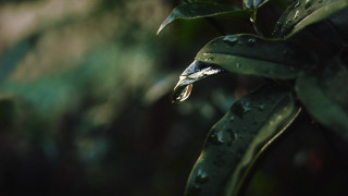 Leaf water drops macro photorealism 3 - anthony s waters free wallpaper